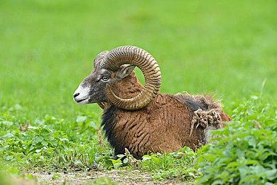 艾达王现身《生化危机4：重制版》新预告